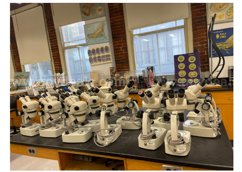 Dissection Microscopes