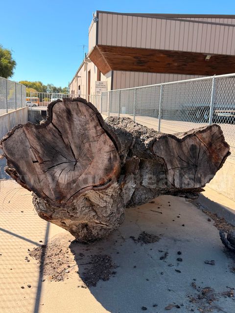 Oak Logs and Stump