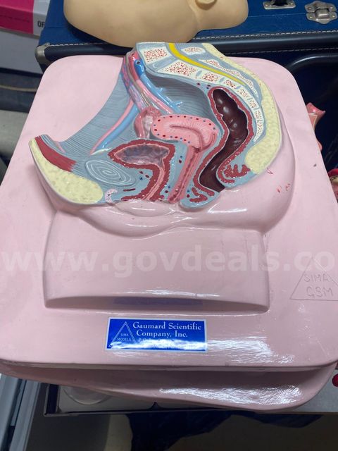 Female Anatomy Models – Lot of 2