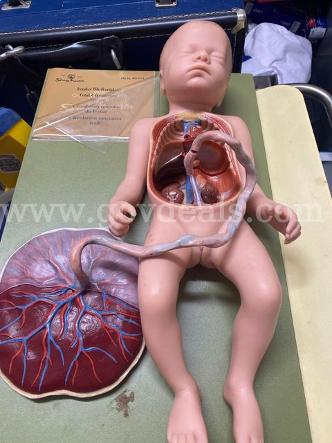 Fetal Circulation Model