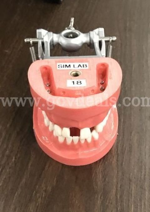 Dental Typodents (228295 TM)