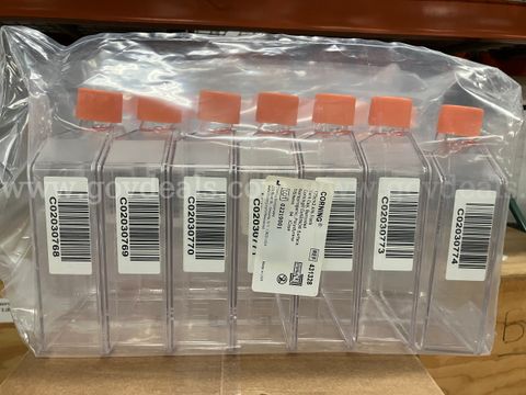 150CM2 Flasks