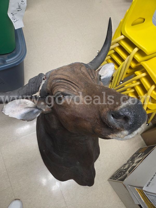 Water Buffalo Taxidermy Mount
