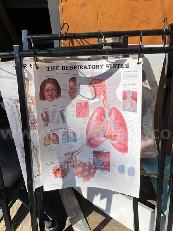 Four Sets of Visual Anatomical Charts with Stands