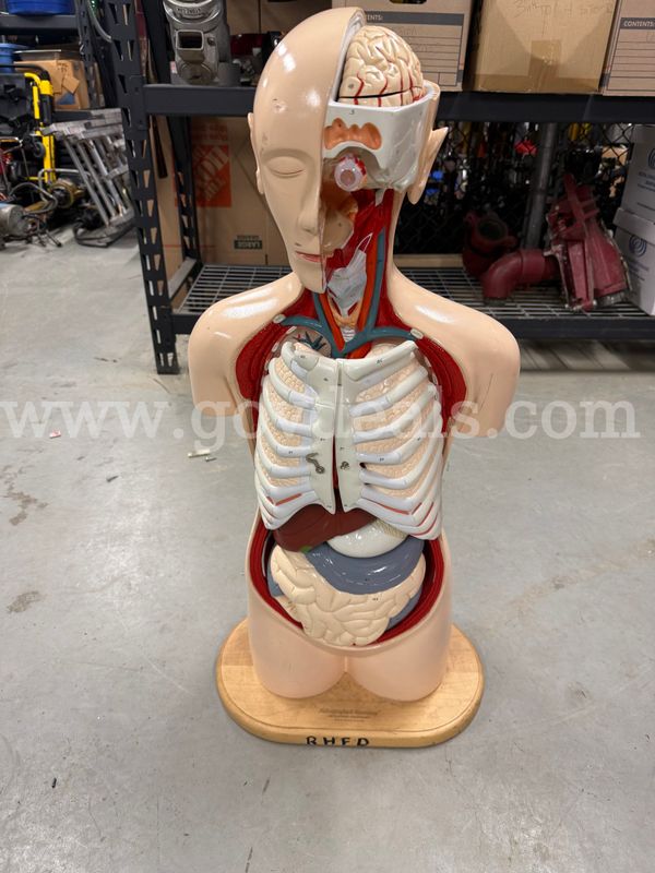 Anatomy Mannequin by Autographed Anatomy Denoyer-Geppert