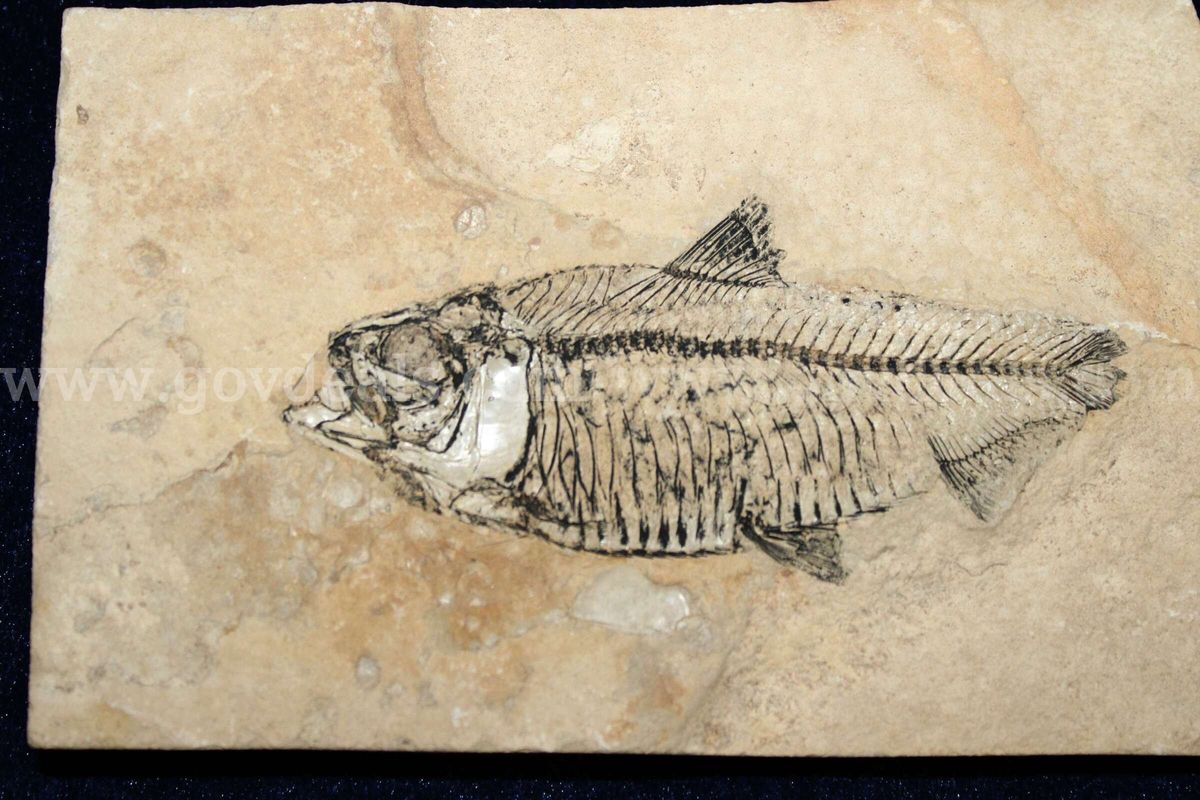 1- Fossil Fish Flat Rock In Crowley's Box