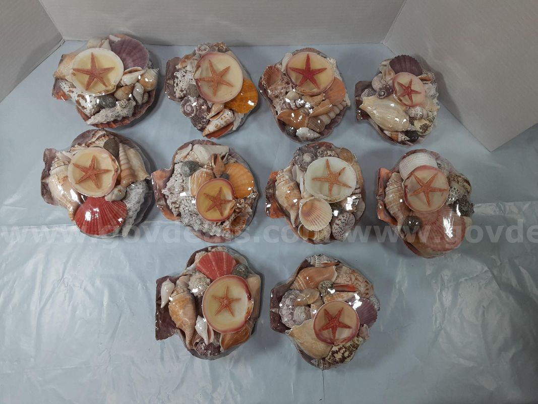 Lot of 10 - Seashell Set - Decorative Natural Collection Decor Crafting Beach-themed