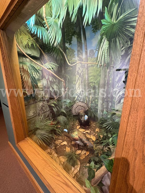 Ocellated Wild Turkey Diorama - Full Custom Museum Exhibit