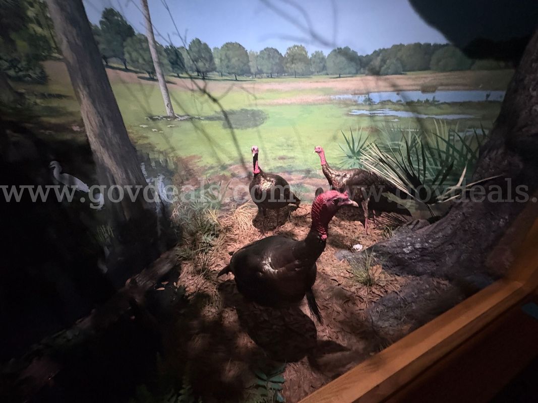Osceola Wild Turkey Diorama - Full Custom Museum Exhibit