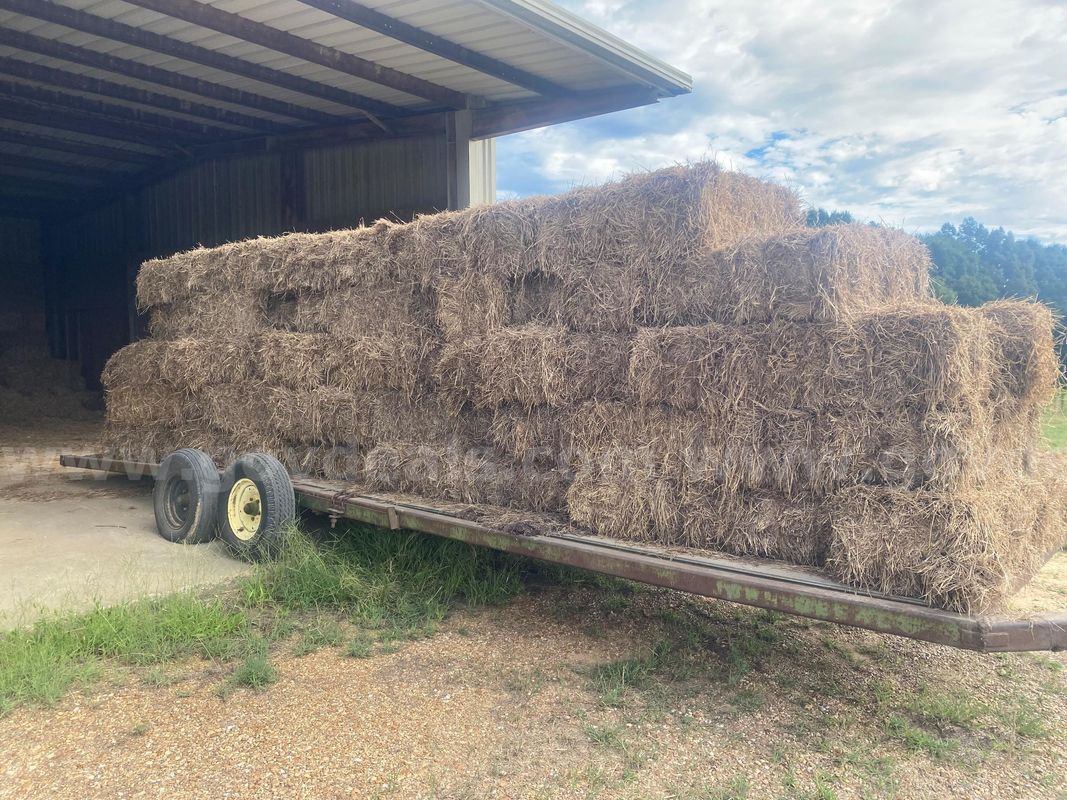 285 Square Bales of Rye Grass waste Hay