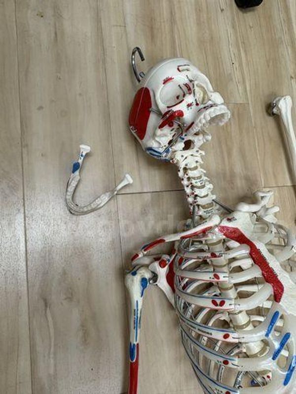 Human Skeleton (225594 AJ)