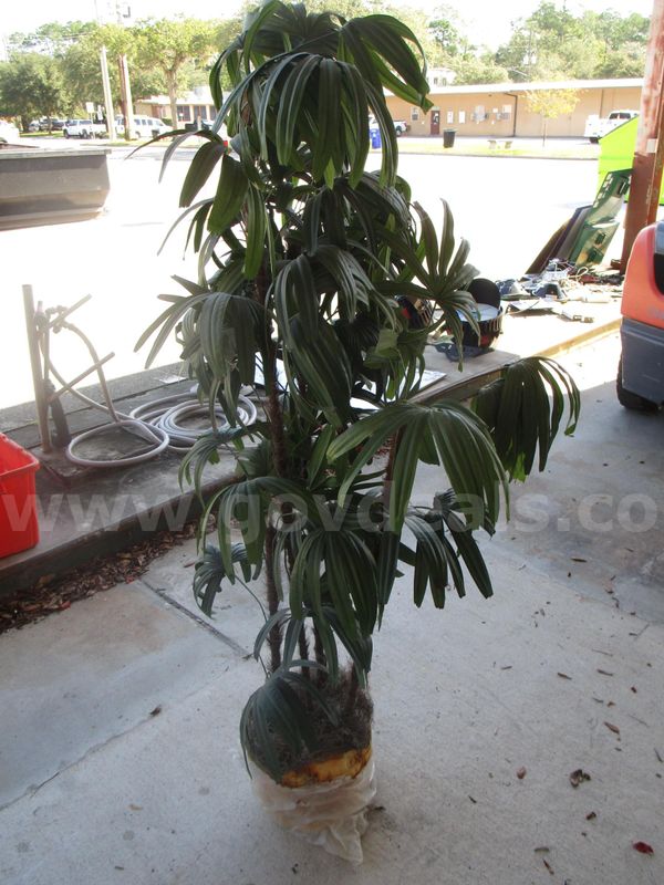 (1) USED 5-FOOT-TALL FAKE PLANT