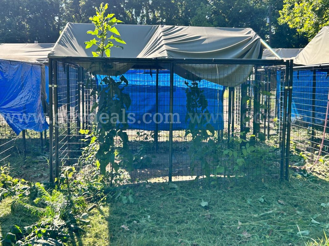 1 Lot of (11) Retriever Dog Kennels
