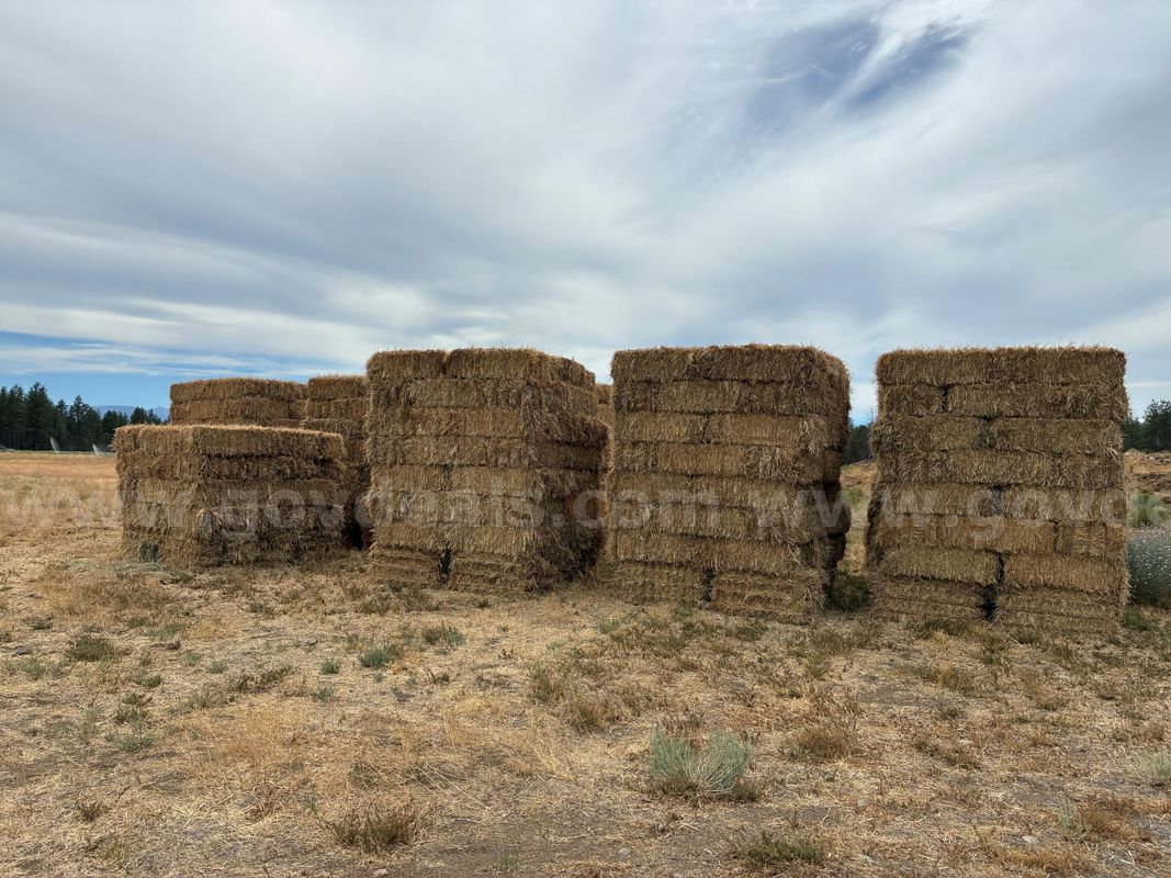 Orchard Grass Hay - 3-String Hay Bales - Big Lot!